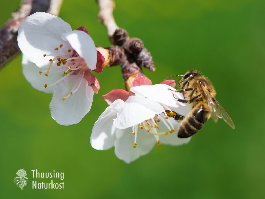 Biene beim bestäuben der Pflanzen